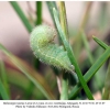 melanargia russiae azerbaijan larva3a